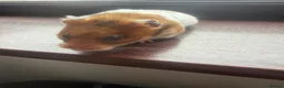 Hamster rodents for sale: Syrian hamster free to a good home  - Advert 17