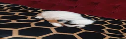 Bichon Frise dogs for sale: Bischon frize - Advert 16