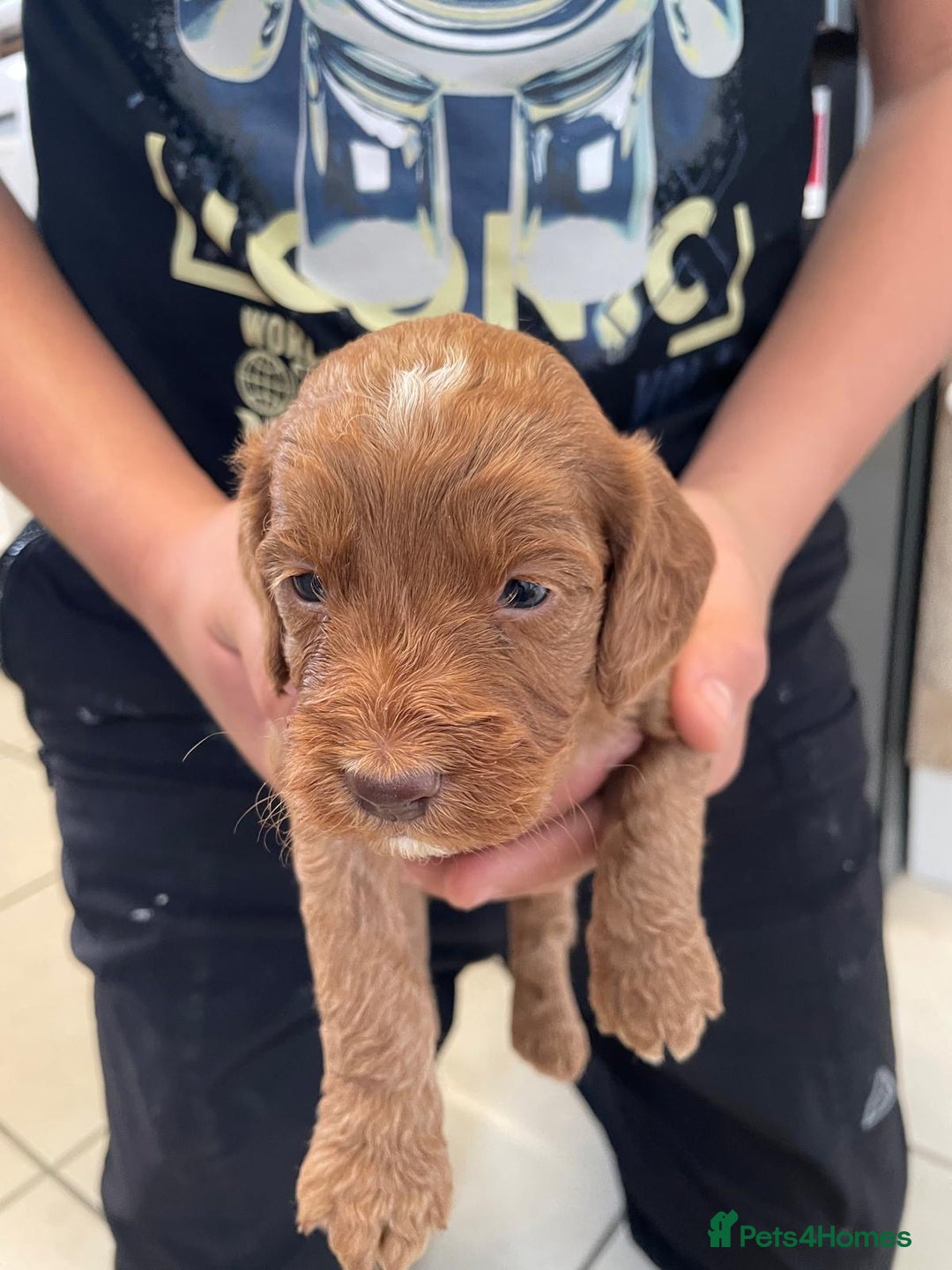 Cockapoo dogs for sale: Cockatoo puppies for sale - Image 7