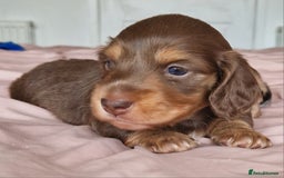 Miniature Dachshund dogs for sale: Long hair minature dachshunds - Image 6