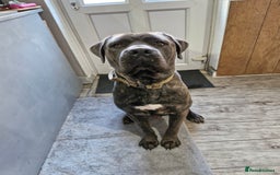 Mixed Breed dogs for sale: Amazing puppies - Image 4