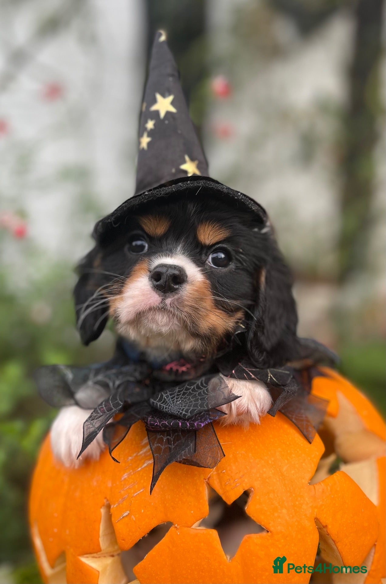 Cavalier King Charles Spaniel dogs for sale: Adorable RKC registered Health tested parents  - Advert 1