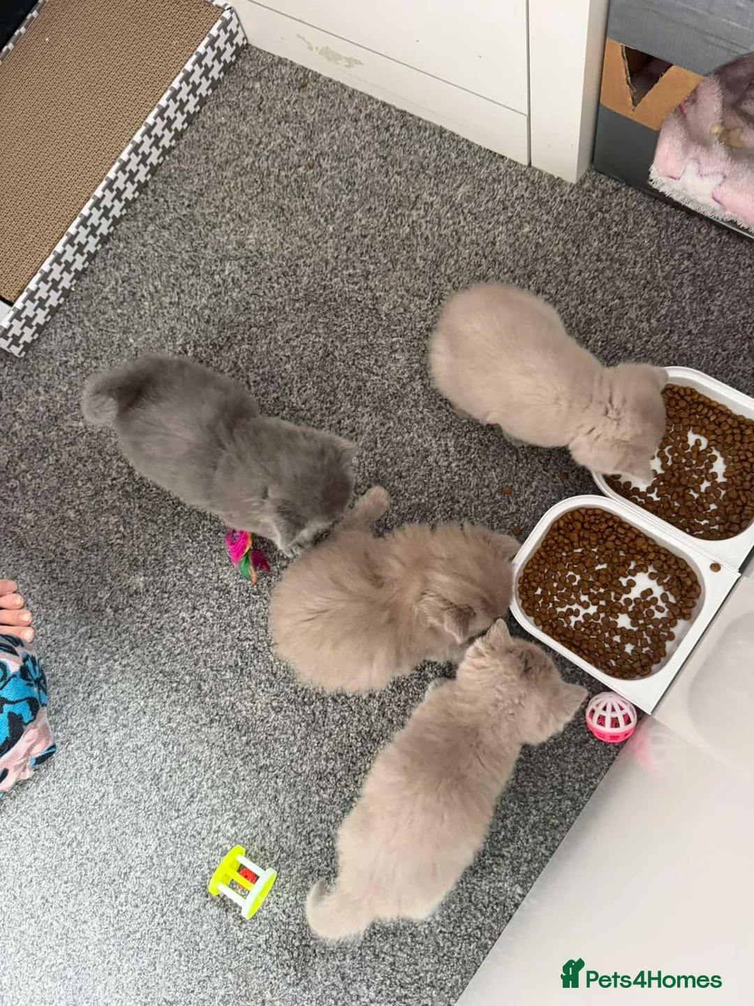British Shorthair cats for sale: British shorthair  - Advert 2