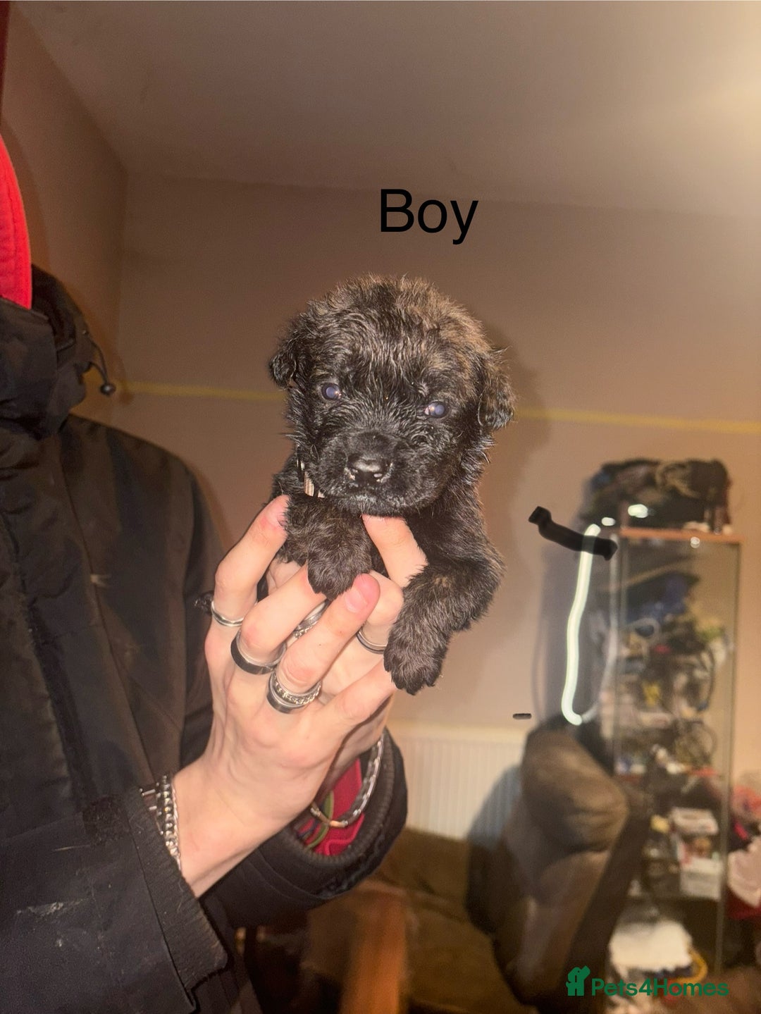 Mixed Breed dogs for sale: Rottweiler cross Staffie pups  - Advert 3