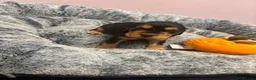 Cocker Spaniel dogs for sale: Show Cocker Spaniel puppies  - Advert 8