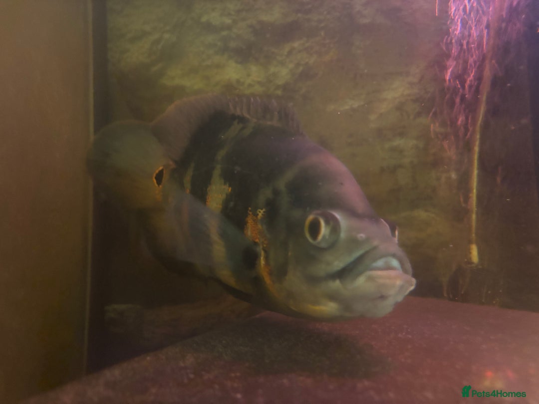 Other/Mixed Breed fish for sale: Oscars/ Tank  - Image 4