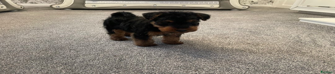 Welsh Terrier Puppy 3