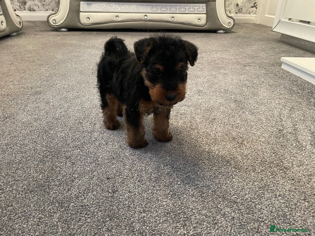 Welsh Terrier dogs for sale: Welsh terrier Puppies - Image 6