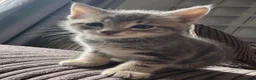 Mixed Breed cats for sale: 4 beautiful kittens looking for loving homes  in Lowestoft - Advert 4