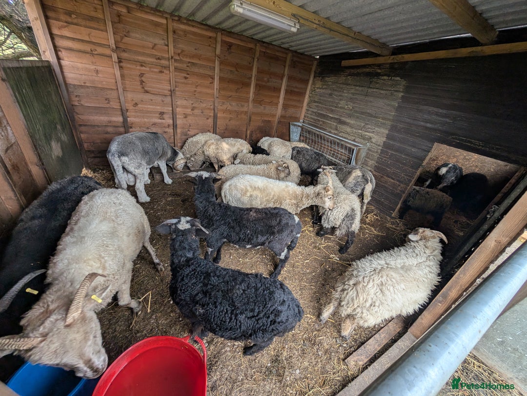 Sheep livestock for sale: Mixed Breeds - this year's stock  - Image 3