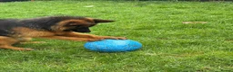 German Shepherd dogs for sale: Beautiful female German shepherd for sale - Advert 2