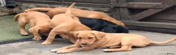 Labrador Retriever dogs for sale: Kc reg fox red labs - Advert 9