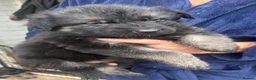 German Shepherd dogs for sale: German shepherd puppies  - Advert 8