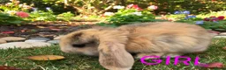 Mini Lop rabbits for sale: Beautiful mini lop baby rabbits - Advert 4
