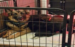 Mixed Breed dogs for sale: 1 dalmatian shepherd left - Image 2