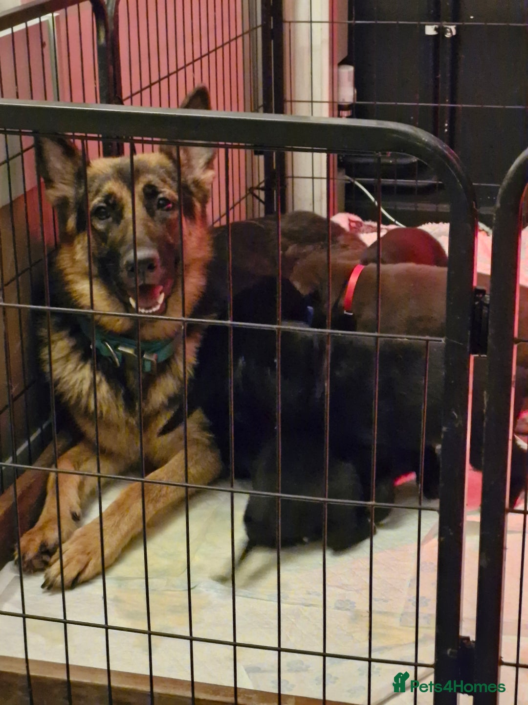 Mixed Breed dogs for sale: 1 dalmatian shepherd left - Image 2