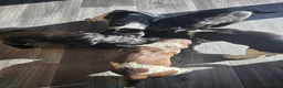 Sprocker dogs for sale: Sprocker Spaniel Puppies  - Advert 2