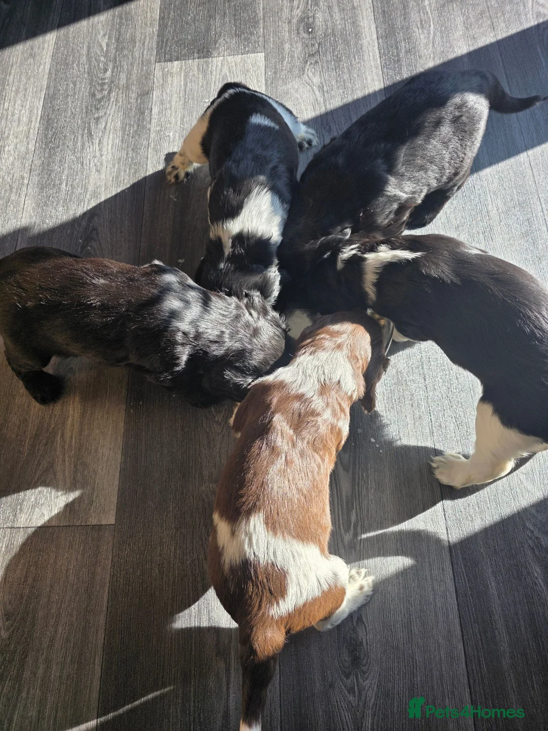 Sprocker dogs for sale: Sprocker Spaniel Puppies  - Advert 2