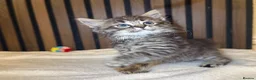 Ragdoll cats for sale: "Stunning Ragdoll Kittens | Tabby | Ready Now - Advert 5