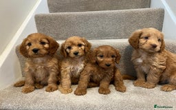 Cockapoo dogs for sale: Cockapoo puppies ready now  - Image 5