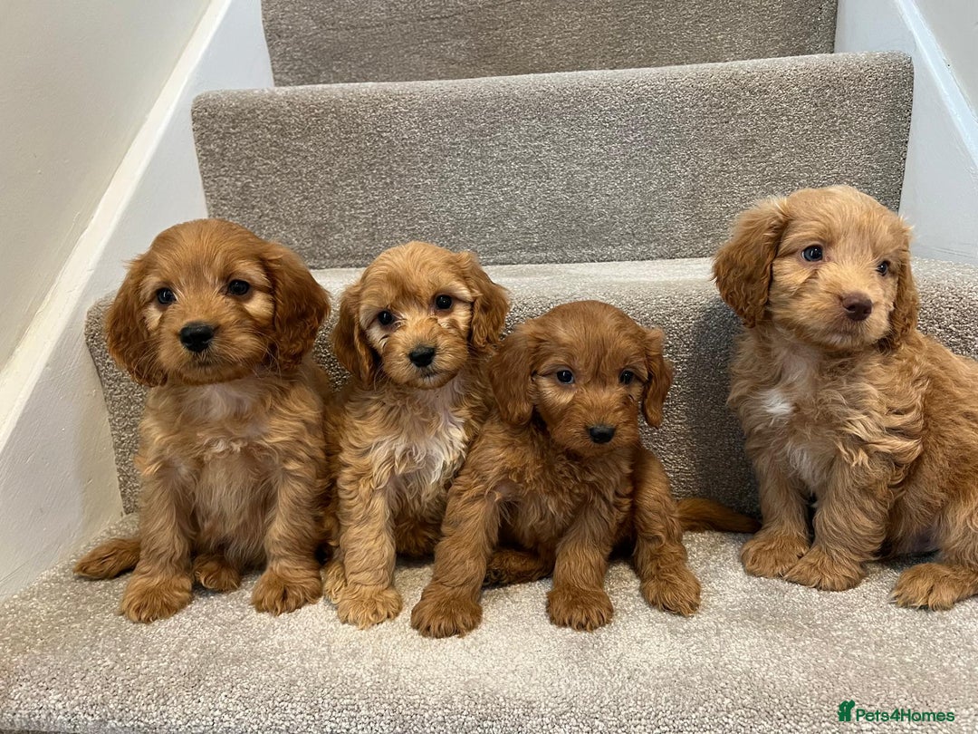 Cockapoo dogs for sale: Cockapoo puppies ready now  - Image 5