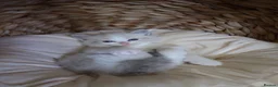 Ragdoll cats for sale: Bicolor/Lynx Ragdoll Kittens - TICA Registered  - Advert 34