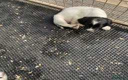 English Springer Spaniel dogs for sale: KC registered Springer Spaniel puppies for sale  - Image 6