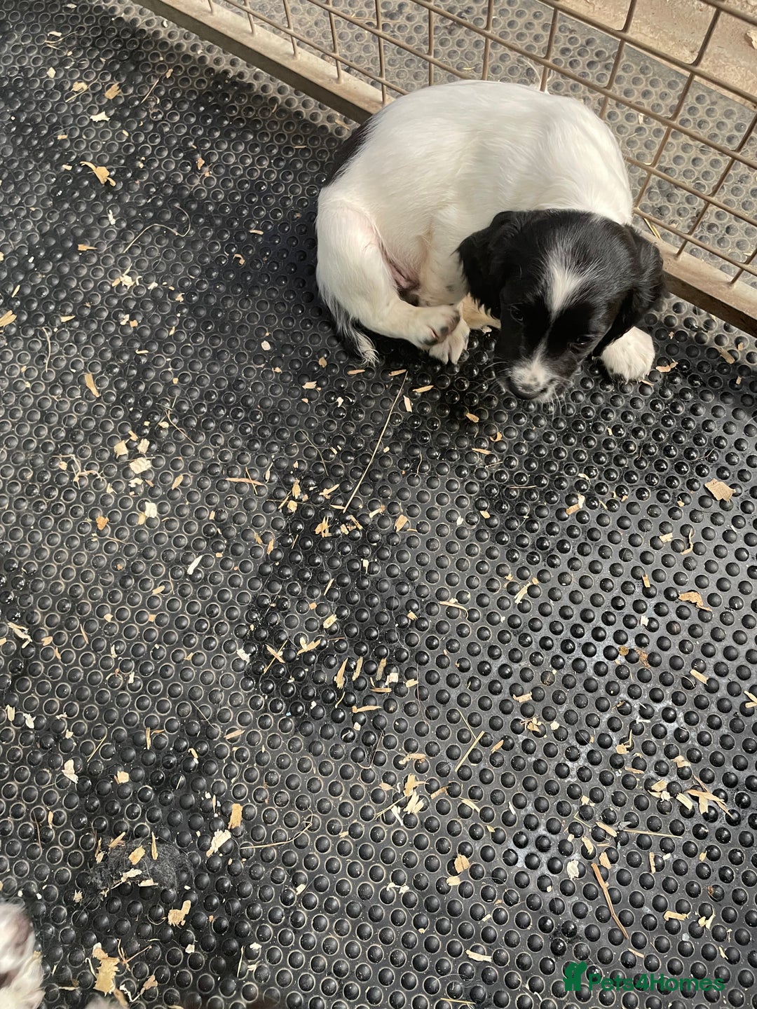English Springer Spaniel dogs for sale: KC registered Springer Spaniel puppies for sale  - Image 6