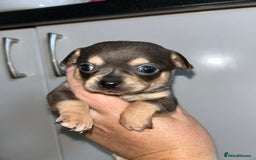 Chihuahua dogs for sale: Tiny chihuahua puppies  - Image 13