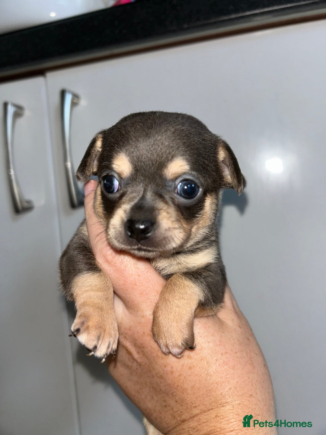 Chihuahua dogs for sale: Tiny chihuahua puppies  - Image 13