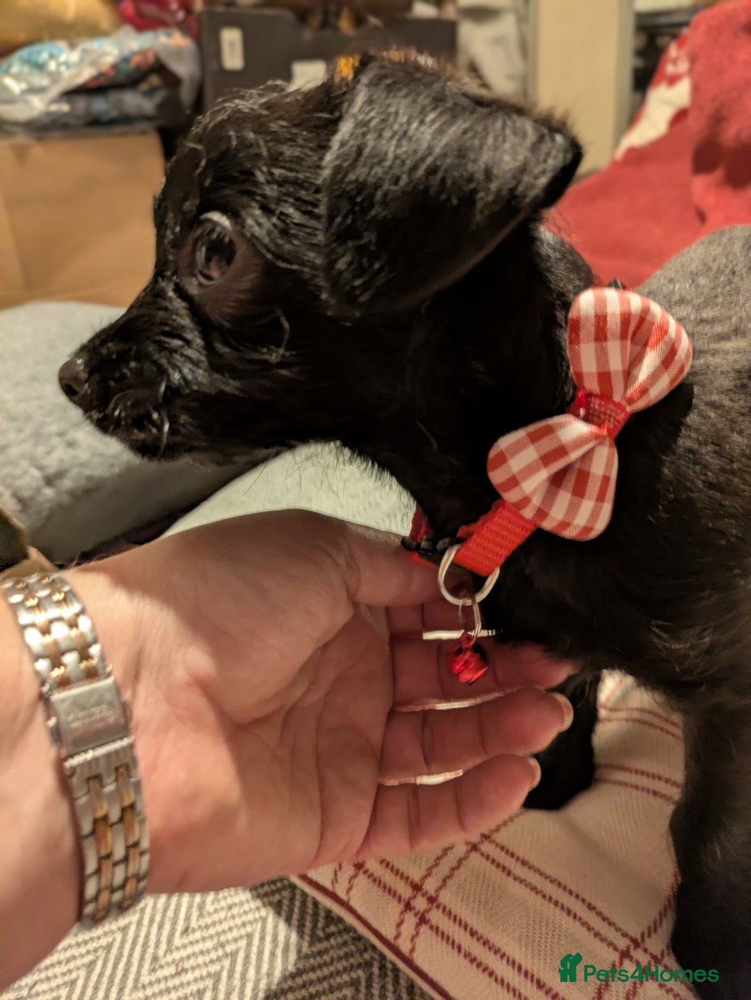 Chipoo dogs for sale: Non shed, health tested  chipoo girl - Advert 4