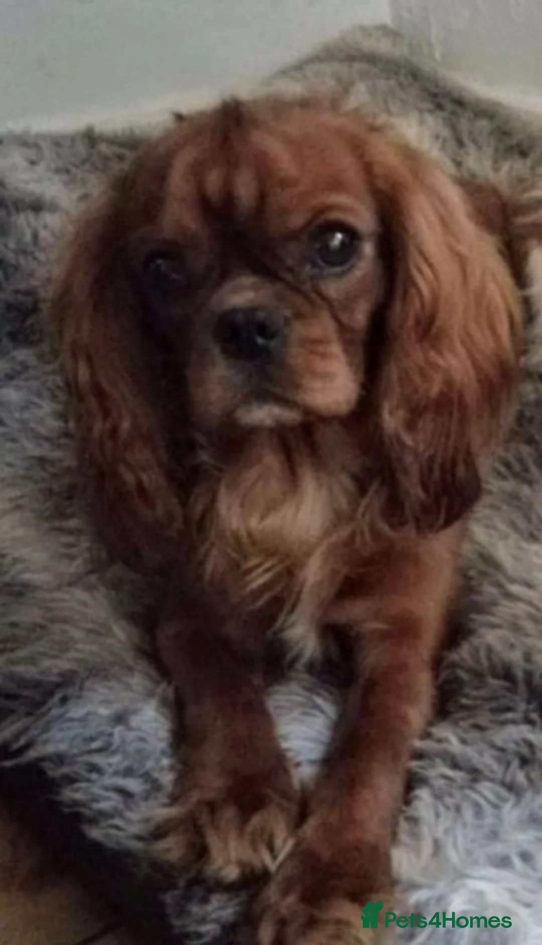 Cavalier King Charles Spaniel dogs for stud: FULL PANEL DNA KC REG RUBY GENTLEMAN in Ebbw Vale - Advert 2