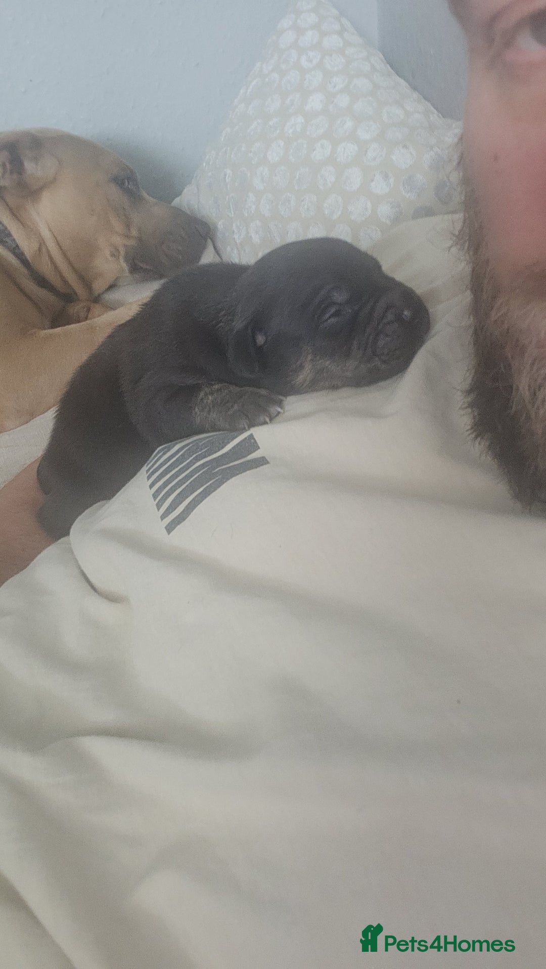 Staffordshire Bull Terrier dogs for sale: Last to males  - Image 13