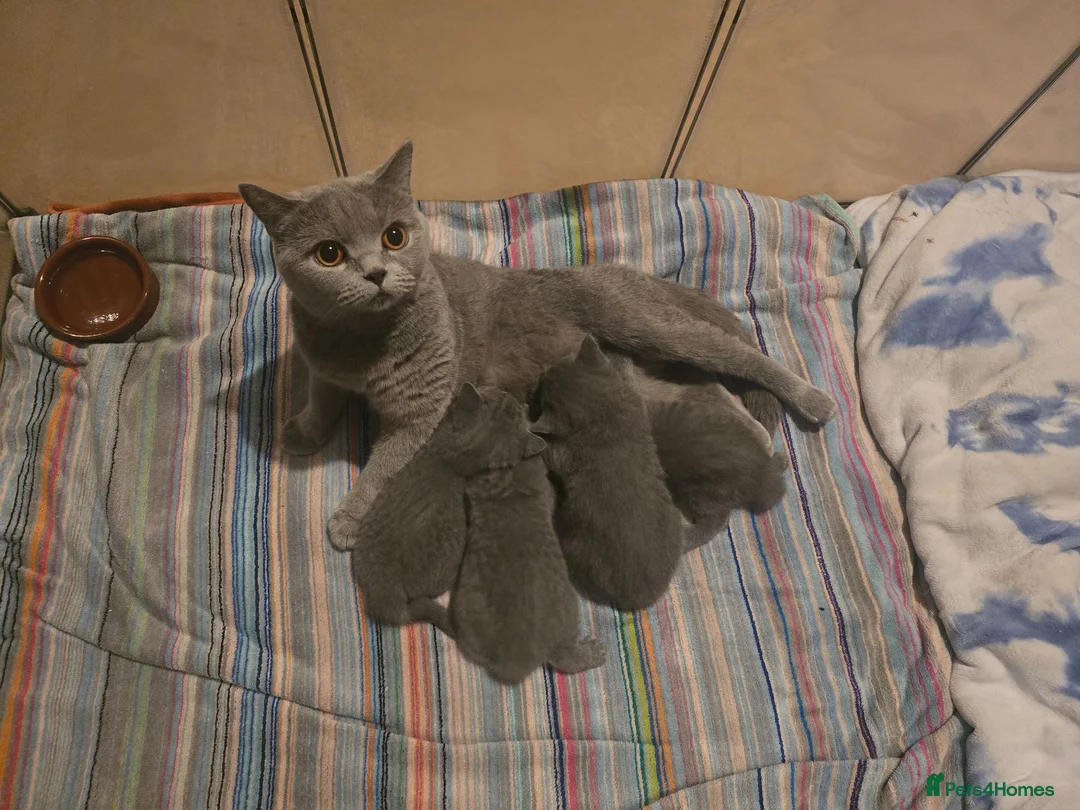 British Shorthair cats for sale: Beautiful British Shorthair Kittens - Advert 1