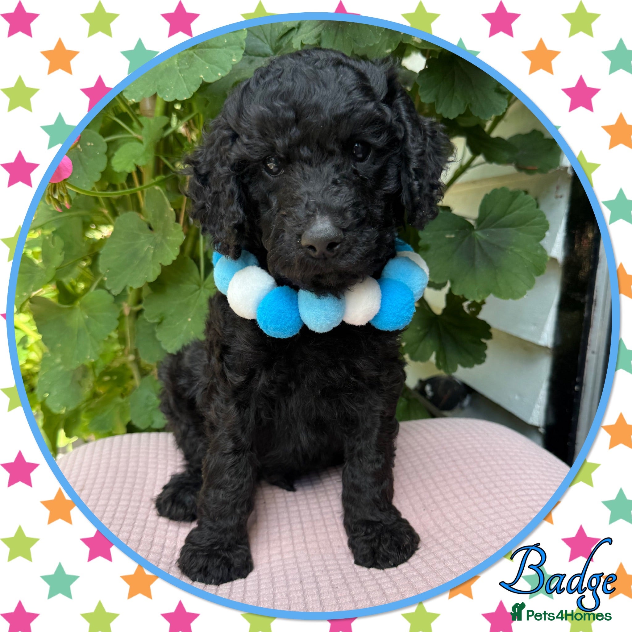 Labradoodle dogs 🌈WHY CHOOSE US?🌈NOT YOUR AVERAGE PUPS🌈 - Advert 1