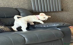 Mixed Breed dogs for sale: Little Diva!  - Image 5