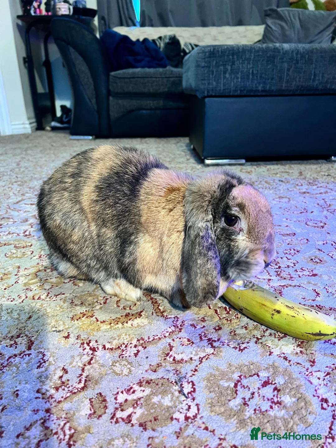 Harlequin rabbits for sale: 3 Year Old Harlequin Lop For Sale - Advert 1