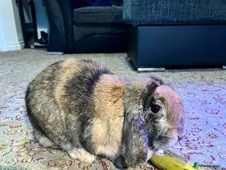 Harlequin rabbits 3 Year Old Harlequin Lop For Sale - Advert 11