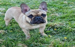 French Bulldog dogs for sale: Standard KC french bulldog litter.  - Image 13