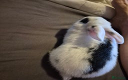 Lionhead rabbits for sale: 5  baby bunnies looking for their forever home - Image 4