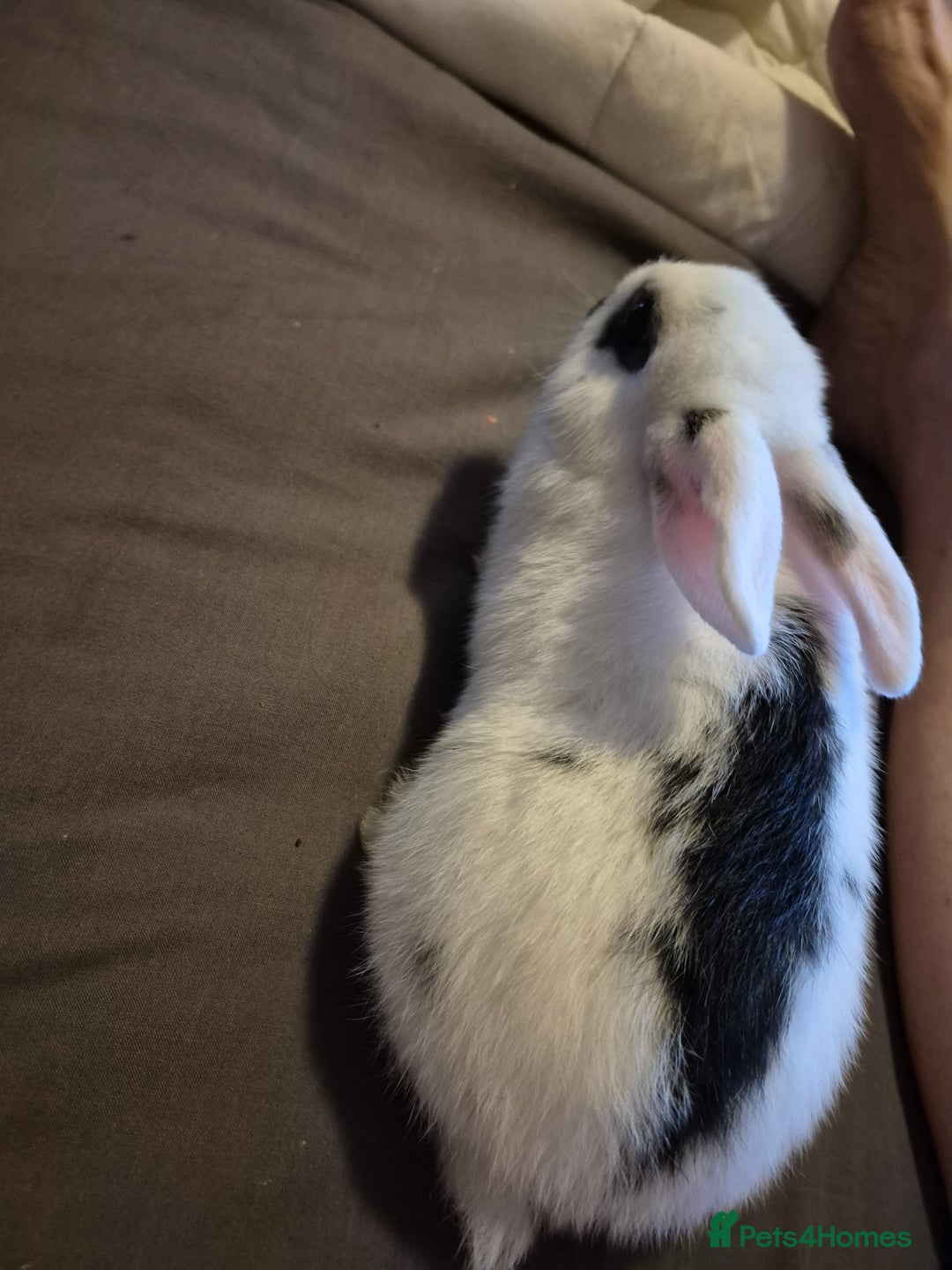 Lionhead rabbits for sale: 5  baby bunnies looking for their forever home - Image 4