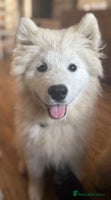 Samoyed dogs Beautiful female samoyed - Advert 1
