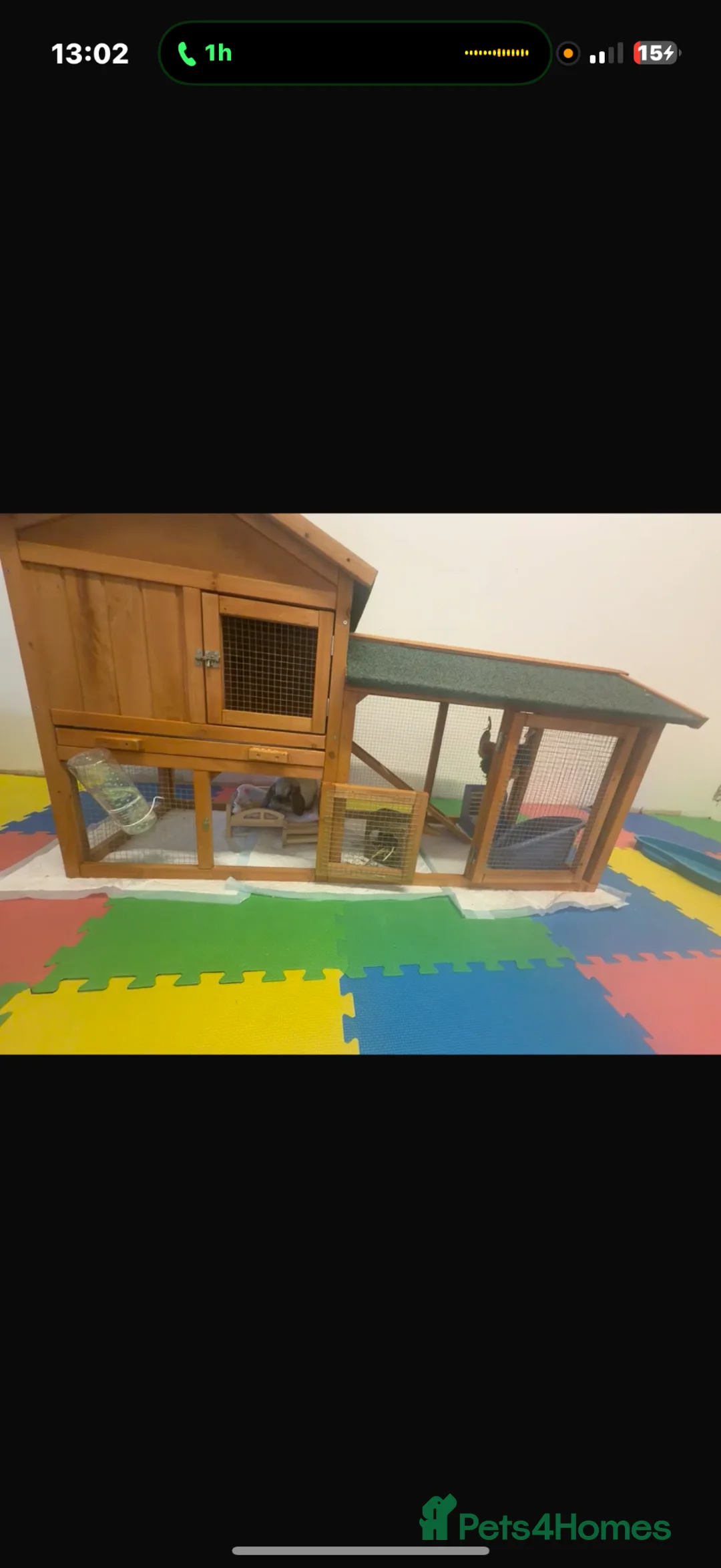 Mini Lop rabbits for sale: Pedigree mini lop buck with hutch and everything  - Advert 4