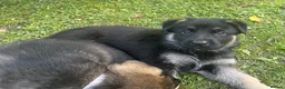 German Shepherd dogs for sale: STRAIGHT BACKED WORKING / PROTECTION DOGS - Advert 4