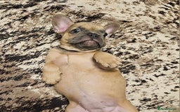 French Bulldog dogs for sale: Blue Fawn French Bulldog Puppy Girl - Advert 4