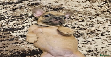 French Bulldog dogs Blue Fawn French Bulldog Puppy Girl - Advert 3