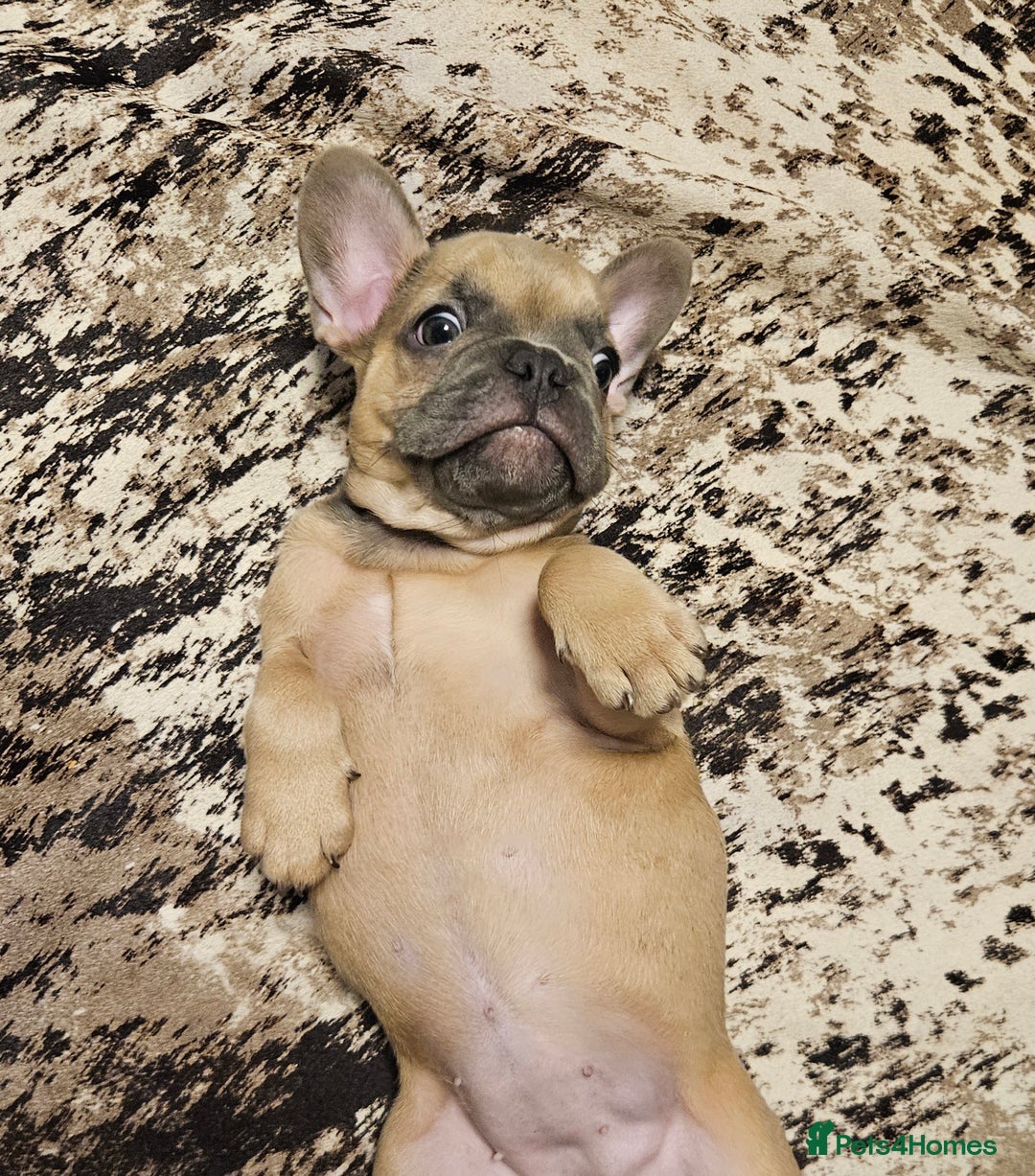 French Bulldog dogs for sale: Blue Fawn French Bulldog Puppy Girl - Advert 4