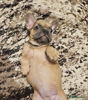 French Bulldog dogs Blue Fawn French Bulldog Puppy Girl - Advert 3