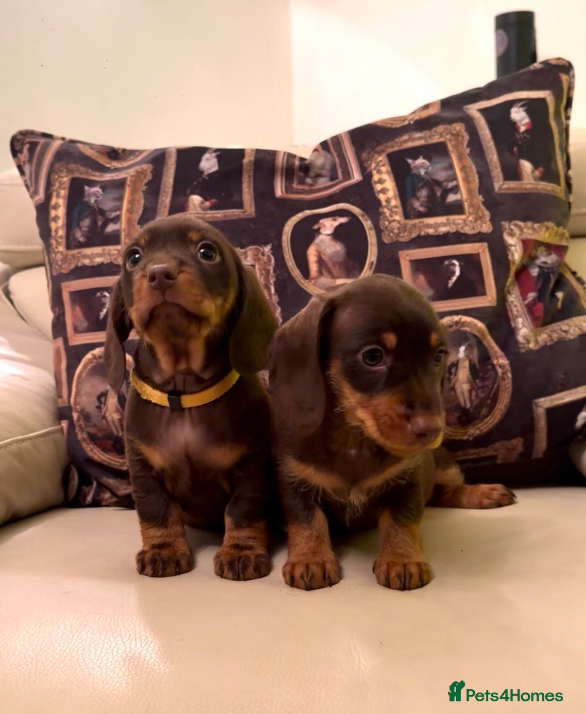 Miniature Dachshund dogs STUNNING SILKY MINI DACHSHUNDS! - Advert 18