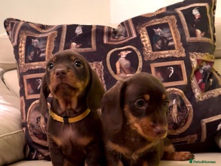 Miniature Dachshund dogs STUNNING SILKY MINI DACHSHUNDS! - Advert 18